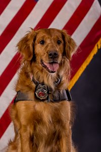 Golden Retriever Cricket